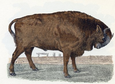 Aurochs (urauch vagy auroch) - "Az ábécé állatokat ábrázol" 19. század (metszet) alkotó: Edouard Travies