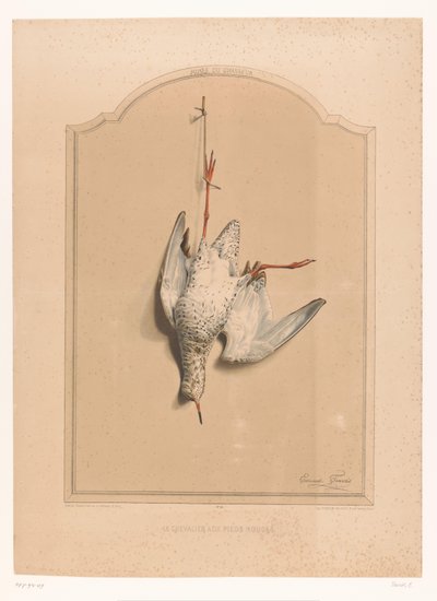 Halott Redshank lógott a lábáról Le chevalier aux pieds rouge (cím a tárgyon) A vadász múzeuma (sorozat címe) Musée du chasseur (sorozat címe a tárgyon) alkotó: Edouard Travies