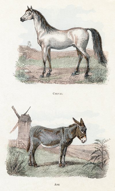 Ló és szamár- „Az ábécé állatokat ábrázol” 19. század (metszet) alkotó: Edouard Travies