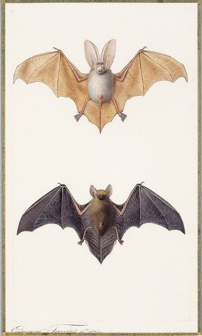Hosszúfülű denevér és közönséges denevér, 1834 alkotó: Edouard Travies