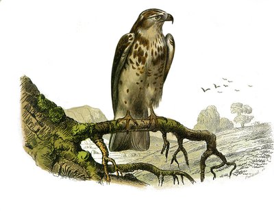 Természettudományi Tábla: Állattani tábla, amely éjszakai ragadozómadarakat ábrázol. Jean le Blanc (Jean-Le-Blanc). Georges Louis Leclerc természettudós, Buffon grófja (1707-1788) „” Buffon munkái teljes”” madarakkal foglalkozó kilenc kötetéből készült táb alkotó: Edouard Travies