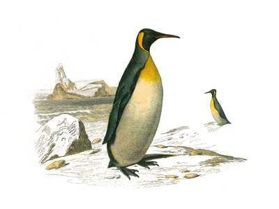 Természettudományi Tábla: A brachyptere pálmafákat (búvármadarakat) ábrázoló állattani tábla. A nagyot. Georges Louis Leclerc természettudós, Buffon grófja (1707-1788) „” Buffon munkái befejezett”” kilenc madarakkal foglalkozó kötetéből készült tábla. alkotó: Edouard Travies