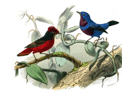 Természettudományi tábla: Zoológiai tábla, amely a fogazatú verébféléket ábrázolja (echancre). Az Ouette és a kék zsinór. Georges Louis Leclerc természettudós, a „Buffon munkái befejezett munkái”” kilenc madarakkal foglalkozó kötetéből készült tábla. alkotó: Edouard Travies