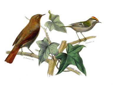 Természettudományi tábla: Zoológiai tábla, amely a fogazatú verébféléket ábrázolja (echancre). A csalogány és a király. Georges Louis Leclerc természettudós, a „Buffon munkái befejezett munkái”” kilenc madarakkal foglalkozó kötetéből készült tábla. alkotó: Edouard Travies