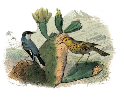 Természettudományi tábla: Zoológiai tábla, amely a fogazatú verébféléket ábrázolja alkotó: Edouard Travies