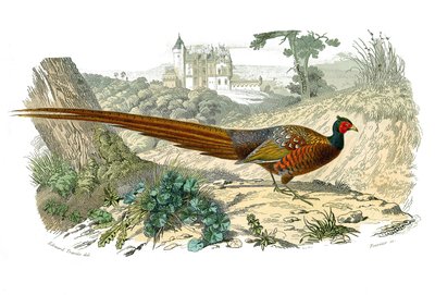 Természettudományi tábla: Állattani tábla, amely a gallinákot ábrázolja: fácán. Georges Louis Leclerc természettudós, Buffon grófja (1707-1788) 1749 és 1785 között írt „” Buffon munkái teljes” című művének kilenc madarakkal foglalkozó kötetéből készült lem alkotó: Edouard Travies
