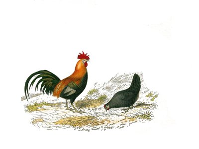 Természettudományi tábla: Állattani tábla, amely a gallinákat ábrázolja: a kakas és a tyúk. Georges Louis Leclerc természettudós, Buffon grófja által írt „” Buffon művek teljes munkái”” kilenc madarakkal foglalkozó kötetéből készült tányér alkotó: Edouard Travies