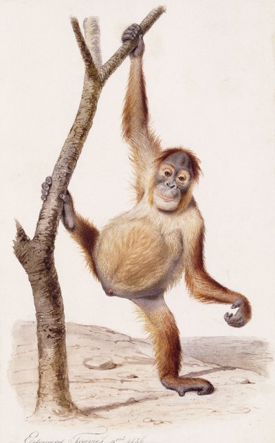 Orangután, 1836 alkotó: Edouard Travies