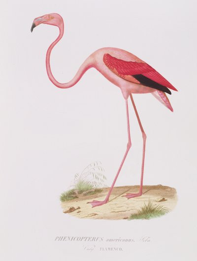 Phenicopterus americanus (Flamenco) (sic) vésette Fournier, pub. írta Bougeard alkotó: Edouard Travies