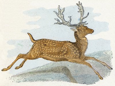 Velúr – "Az ábécé állatokat illusztrál" 19. század (metszet) alkotó: Edouard Travies