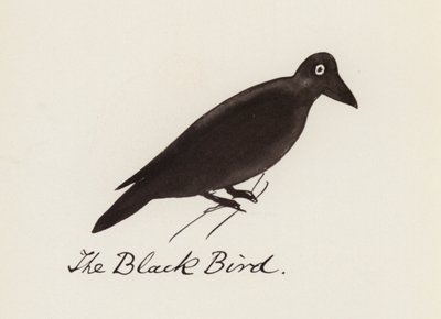 Edward Lear, A madárkönyv: A fekete madár (színes litho) alkotó: Edward (after) Lear