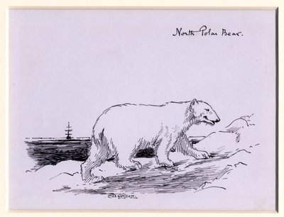 Jegesmedve, 1905 körül (tinta papíron) alkotó: Edward Adrian Wilson