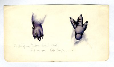 Két tanulmány egy császárpingvin fióka lábáról, 1901-04 (wc papíron) alkotó: Edward Adrian Wilson