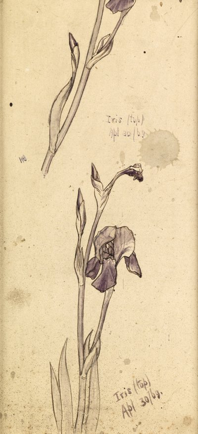 Íriszek, 1869 alkotó: Edward Burne Jones
