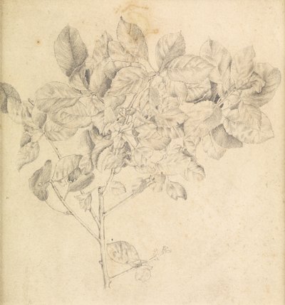 Tanulmány az almaültetvényhez alkotó: Edward Burne Jones