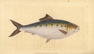 Allis shad, Alosa alosa (Shad, Clupea alosa). Kézzel színezett rézlemez, amelyet Edward Donovan rajzolt és metszett a British Fishes, Donovan and F.C. Natural History of British Fishes című művéből. és J. Rivington, London alkotó: Edward Donovan