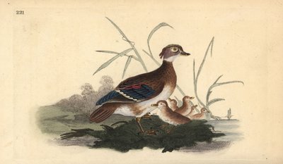 Amerikai erdei kacsa (nőstény és fiatal). Kézi színű rézlemez, amelyet Edward Donovan rajzolt és metszett a saját Londoni „British Birds természettörténetéből” alkotó: Edward Donovan
