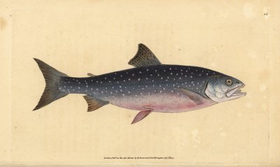 Arctic char, Salvelinus alpinus alpinus (alpesi lazac, Salmo alpinus). Kézzel színezett rézlemez, amelyet Edward Donovan rajzolt és metszett a British Fishes, Donovan and F.C. Natural History of British Fishes című művéből. és J. Rivington, London alkotó: Edward Donovan