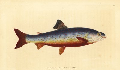 Arctic charr, Salvelinus alpinus alpinus (Salvelian charr, Salmo salvelinus). Kézzel színezett rézlemez, amelyet Edward Donovan rajzolt és metszett a British Fishes, Donovan and F.C. Natural History of British Fishes című művéből. és J. Rivington, London alkotó: Edward Donovan