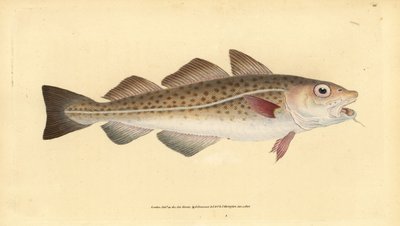 atlanti tőkehal vagy tőkehal. Gadus morhua. Sebezhető. Kézi színű rézlemez, amelyet Edward Donovan rajzolt és vésett a British Fishes, Donovan és F.C. Natural History című művéből. és J. Rivington, London alkotó: Edward Donovan