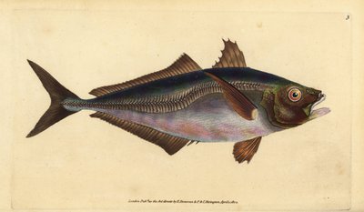 atlanti fattyúmakréla, Trachurus trachurus (Scad, Scomber trachurus). Kézzel színezett rézlemez, amelyet Edward Donovan rajzolt és metszett a British Fishes, Donovan and F.C. Natural History of British Fishes című művéből. és J. Rivington, London alkotó: Edward Donovan