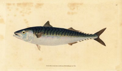 Atlanti makréla, Scomber scombrus (Mackarel, Scomber scombrus). Kézzel színezett rézlemez, amelyet Edward Donovan rajzolt és metszett a British Fishes, Donovan and F.C. Natural History of British Fishes című művéből. és J. Rivington, London alkotó: Edward Donovan