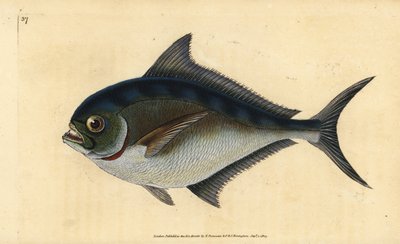 Atlantic pomfret, Brama brama (Ray fogazott aranyfeje, Sparus raii). Kézzel színezett rézlemez, amelyet Edward Donovan rajzolt és metszett a British Fishes, Donovan and F.C. Natural History of British Fishes című művéből. és J. Rivington, London alkotó: Edward Donovan