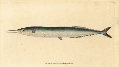 Atlantic saury, Scomberesox saurus saurus (Skipper pike, Esox saurus). Kézzel színezett rézlemez, amelyet Edward Donovan rajzolt és metszett a British Fishes, Donovan and F.C. Natural History of British Fishes című művéből. és J. Rivington, London alkotó: Edward Donovan