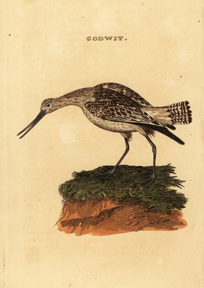 Rúdfarkú istenanya, Limosa lapponica alkotó: Edward Donovan