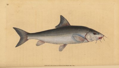 Szakállas szakállas sügér (Cyprinus bearded). Kézi rézmetszet, rajzolta és metszette Edward Donovan a Natural History of British Fishes című művéből, Donovan and F.C. and J. Rivington, London. alkotó: Edward Donovan