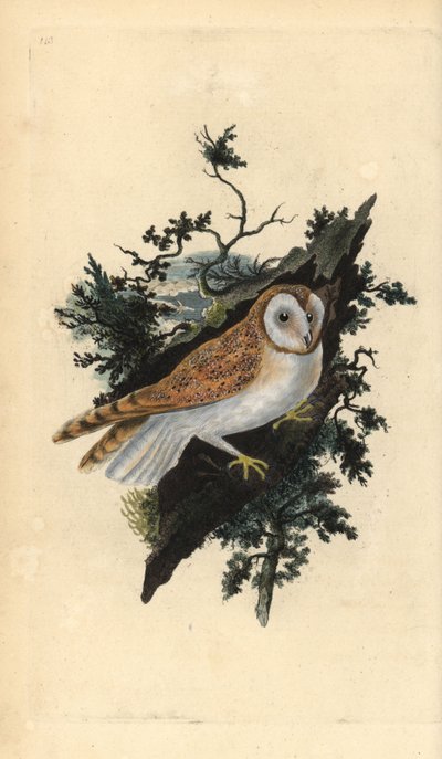 Fülesbagoly, Tyto alba. Kézi színű rézlemez, amelyet Edward Donovan rajzolt és metszett a saját Londoni „British Birds természettörténetéből” alkotó: Edward Donovan