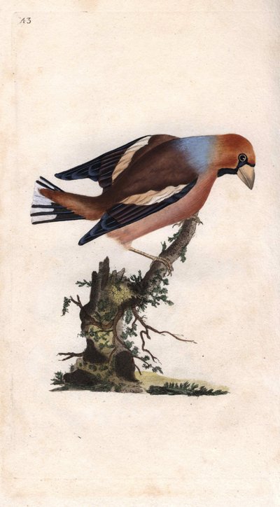 A nagy csőr eltöri a magot. Coccothrausts (Loxia coccothrausts). Edward Donovan (1768-1837) rézmetsze, megjelent a Natural History of British Birds, Londonban alkotó: Edward Donovan