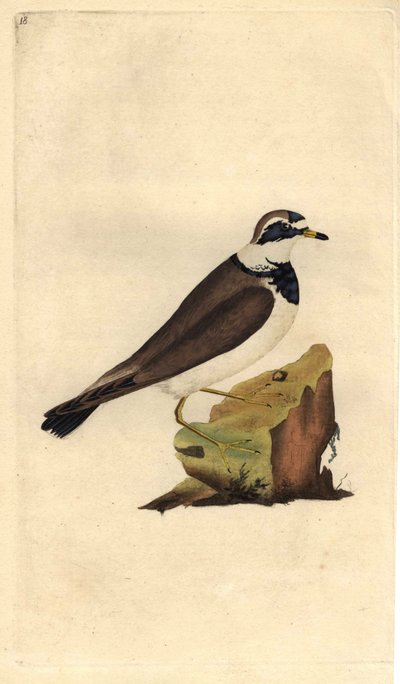 Nagy kavics. Charadrius hiaticula. Edward Donovan (1768-1837) rézmetsze, megjelent a Natural History of British Birds, Londonban alkotó: Edward Donovan