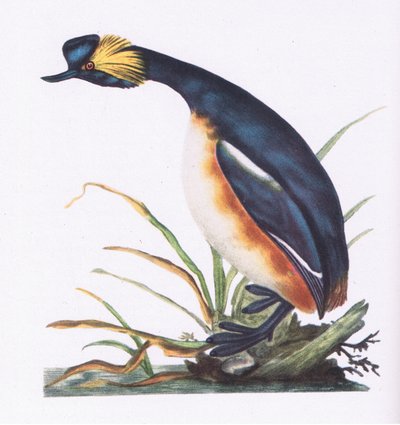 Black Necked Grebe, Nature in Britain, Collins, 1946 alkotó: Edward Donovan