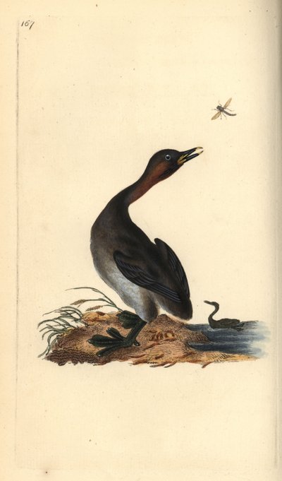 Fekete állkapocs, Podiceps hebridicus. (Kis vöcsök, Tachybaptus ruficollis?) Edward Donovan által rajzolt és metszett, kézzel festett rézkarc a londoni „Natural History of British Birds” című művéből. alkotó: Edward Donovan