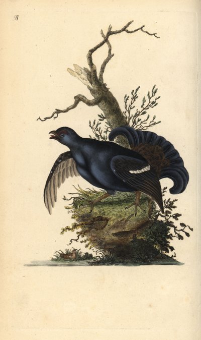 Fekete nyírfajd, Tetrao tetrix. Kézi színű rézlemez, amelyet Edward Donovan rajzolt és metszett a saját Londoni „British Birds természettörténetéből” alkotó: Edward Donovan
