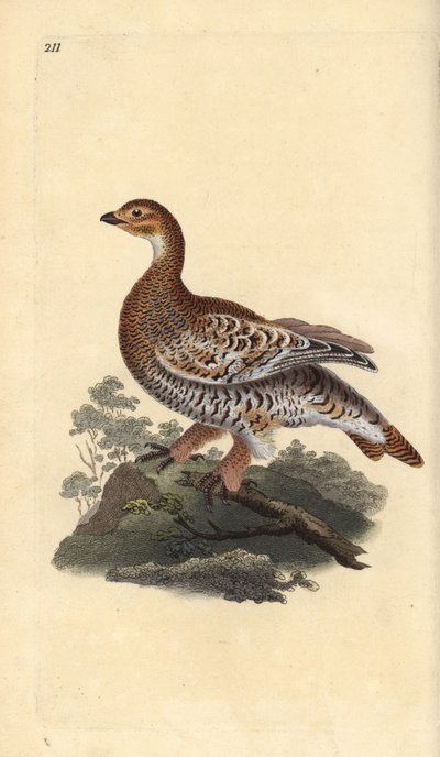 Feketefajd vagy feketefajd, Tetrao tetrix. Kézi rézkarc, rajzolta és metszette Edward Donovan a saját "Natural History of British Birds" című művéből, London. alkotó: Edward Donovan