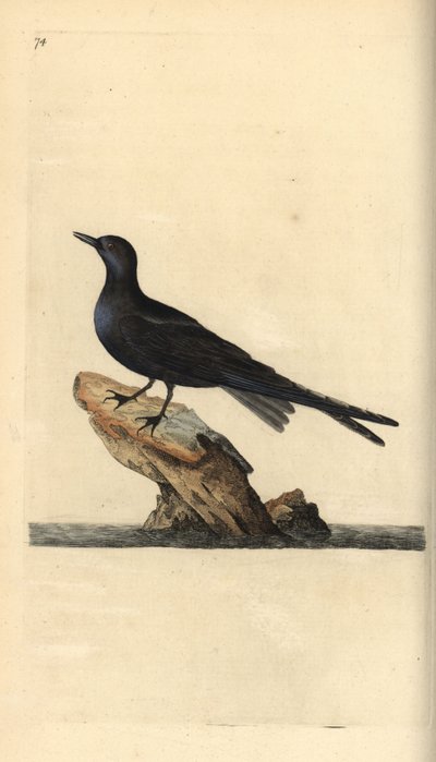 Fekete csér, Chlidonias niger. Kézi színű rézlemez, amelyet Edward Donovan rajzolt és metszett a saját Londoni „British Birds természettörténetéből” alkotó: Edward Donovan