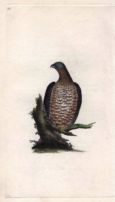 Bondree evő. Pernis apivorus (Falco apivorus). Edward Donovan (1768-1837) rézmetsze, megjelent a Natural History of British Birds, Londonban alkotó: Edward Donovan