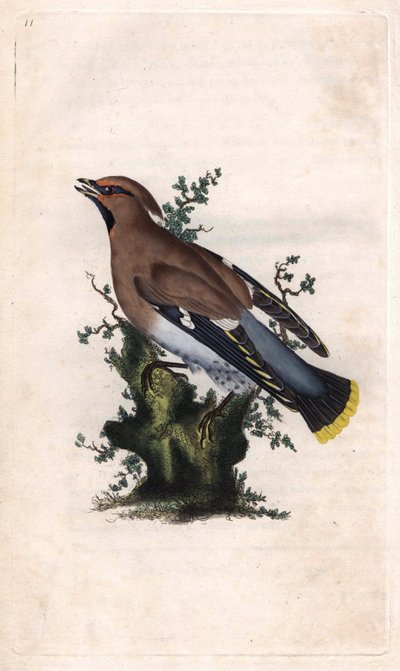 Boreális jáspis. Bombycilla garrulus (Ampelis garrulus). Edward Donovan (1768-1837) rézmetsze, megjelent a Natural History of British Birds, Londonban alkotó: Edward Donovan