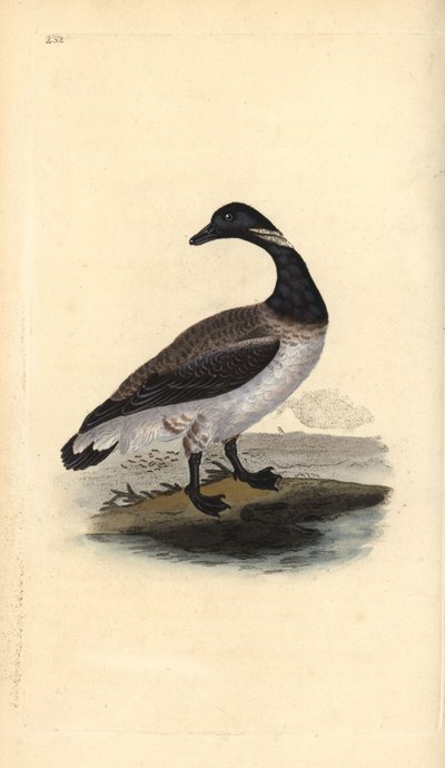 Brent liba, Branta bernicla. Kézi színű rézlemez, amelyet Edward Donovan rajzolt és metszett a saját Londoni „British Birds természettörténetéből” alkotó: Edward Donovan