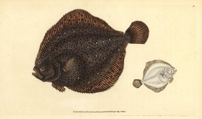 Brill vagy gyöngy, Scophthalmus rhombus (Pleuronectes rhombus). Kézi színű rézlemez, amelyet Edward Donovan rajzolt és vésett a British Fishes, Donovan és F.C. Natural History című művéből. és J. Rivington, London alkotó: Edward Donovan