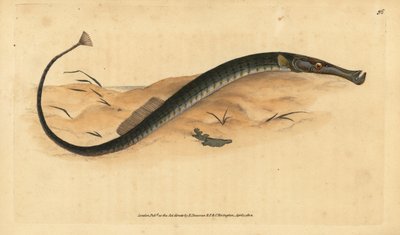 Széles vagy rövidebb pipahal. Syngnathus tífusz. Kézzel színezett rézlemez, amelyet Edward Donovan rajzolt és metszett a British Fishes, Donovan and F.C. Natural History of British Fishes című művéből. és J. Rivington, London alkotó: Edward Donovan