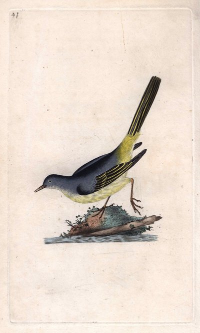 Brook Shepherd. Motacilla cinerea (Motacilla boarula). Edward Donovan (1768-1837) rézmetsze, megjelent a Natural History of British Birds, Londonban alkotó: Edward Donovan