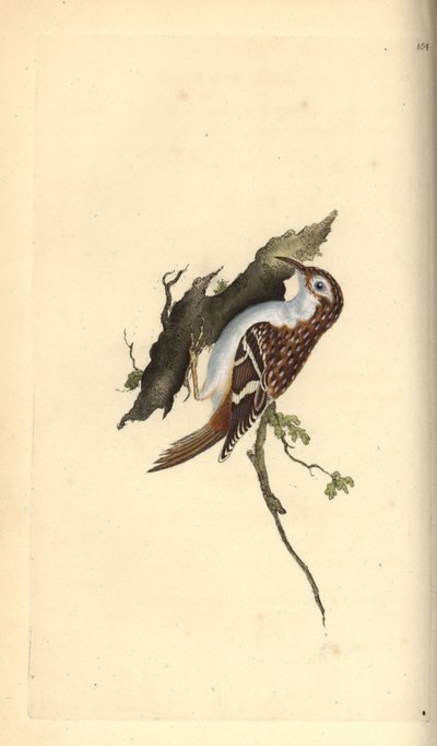 Barna kúszónövény, Certhia familiaris. Kézi színű rézlemez, amelyet Edward Donovan rajzolt és metszett a saját Londoni „British Birds természettörténetéből” alkotó: Edward Donovan
