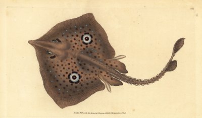 Barna rája vagy tükörsugár, Raja miraletus. Kézzel színezett rézlemez, amelyet Edward Donovan rajzolt és vésett a British Fishes, Donovan and F.C. Natural History című művéből. és J. Rivington, London alkotó: Edward Donovan