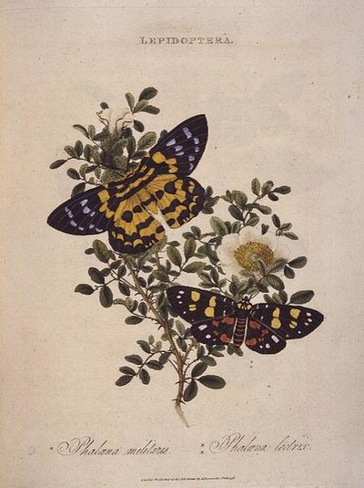 Butterflies: Phalaena Militaris, Phalaena Lectrix, pub. by the artist alkotó: Edward Donovan