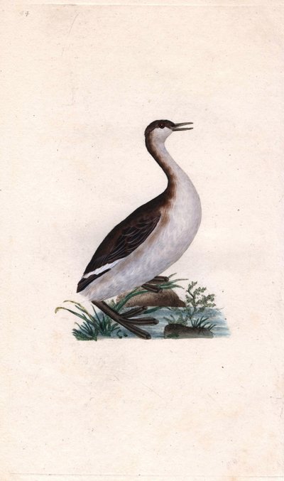 Castagny vöcsök. Tachybaptus ruficollis (Podiceps nigricans). Edward Donovan (1768-1837) rézmetsze, megjelent a Natural History of British Birds, Londonban alkotó: Edward Donovan