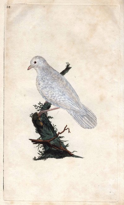 Chenes Jay. Garrulus glandarius. Edward Donovan (1768-1837) rézmetsze, megjelent a Natural History of British Birds, Londonban alkotó: Edward Donovan
