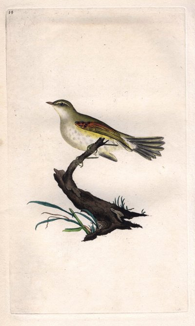 Csirke illik. Phylloscopus trochilus (Motacilla trochilus). Edward Donovan (1768-1837) rézmetsze, megjelent a Natural History of British Birds, Londonban alkotó: Edward Donovan